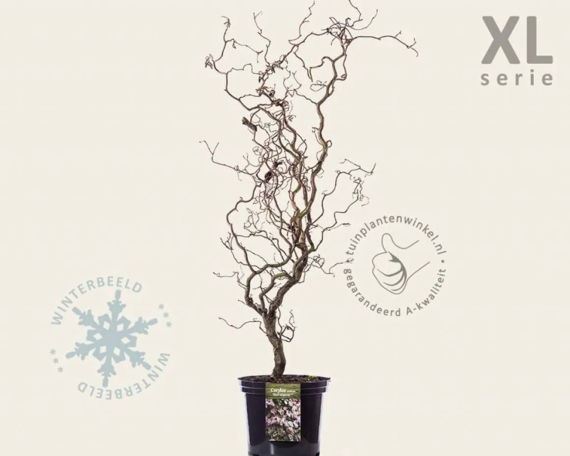 Corylus avellana 'Red Majestic' - XL