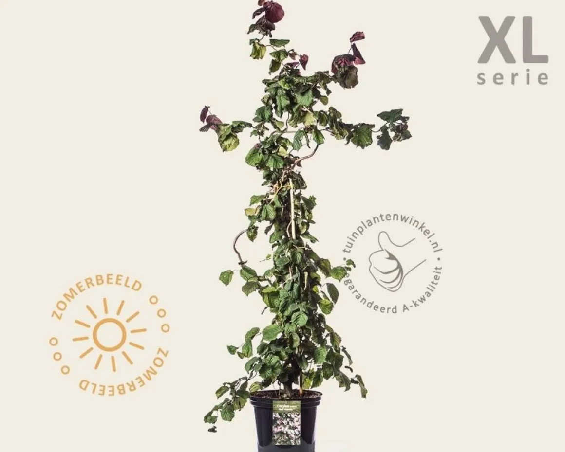Corylus avellana 'Red Majestic' - XL