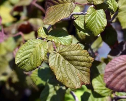 Corylus avellana 'Red Majestic' - XL
