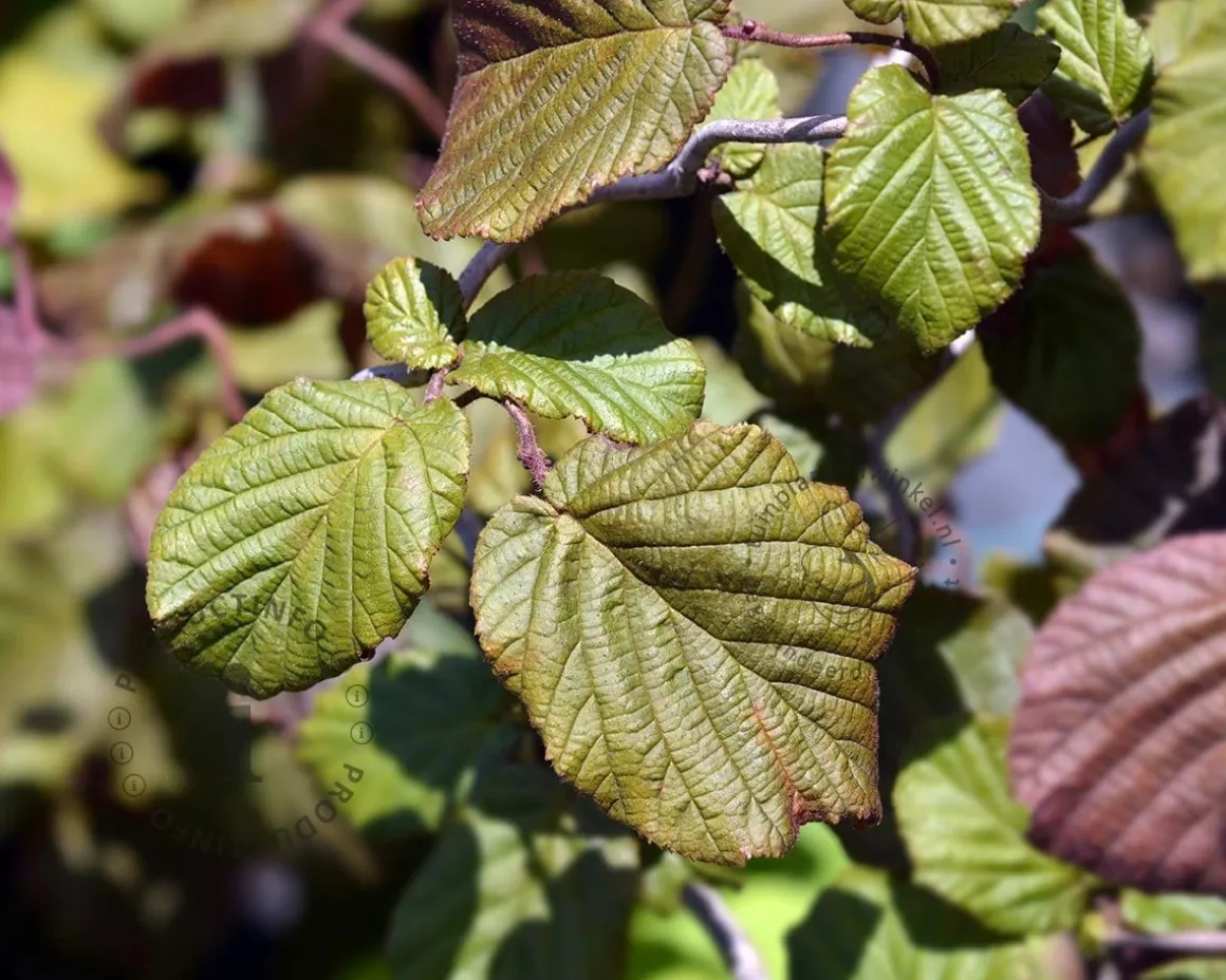 Corylus avellana 'Red Majestic' - XL