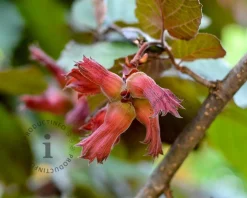 Corylus avellana 'Rode Zellernoot'