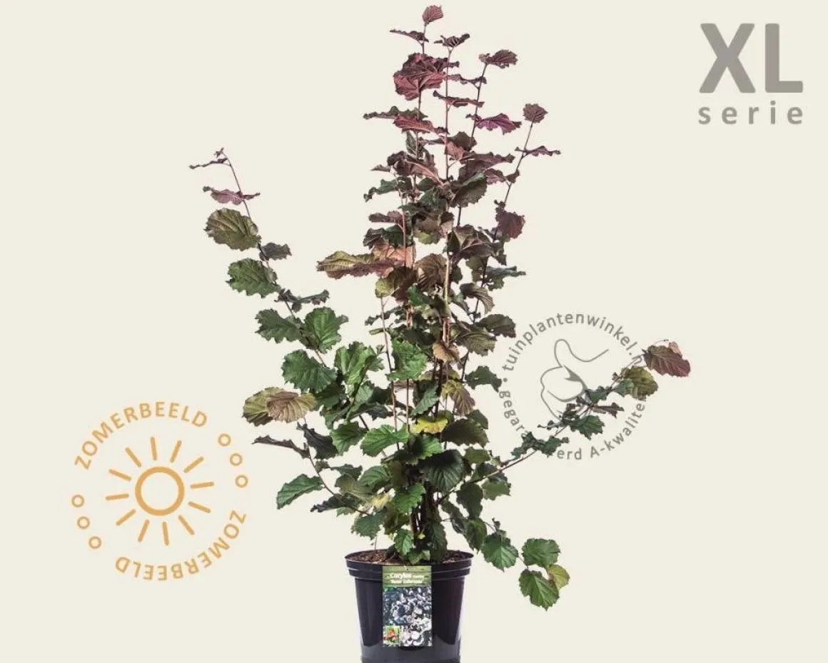 Corylus avellana 'Rode Zellernoot' - XL