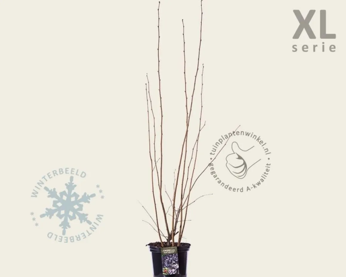 Corylus avellana 'Rode Zellernoot' - XL