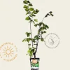Corylus avellana 'Webb's Prize Cob'