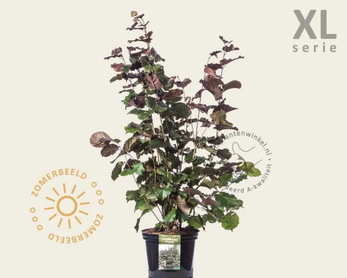 Corylus maxima 'Purpurea' - XL