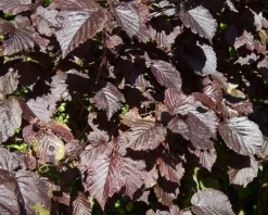 Corylus maxima 'Purpurea' - XL