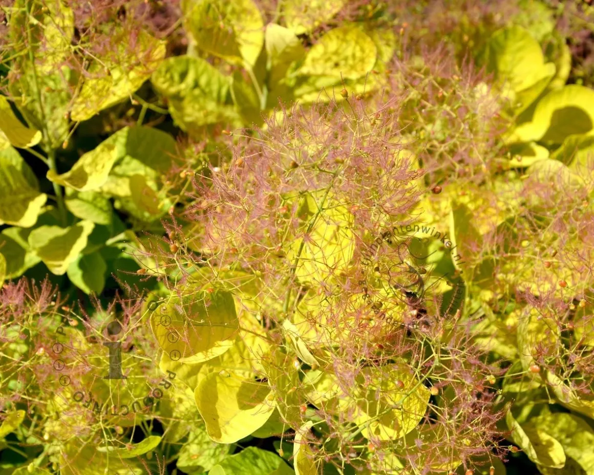 Cotinus coggygria 'Golden Lady'