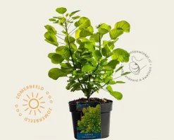 Cotinus coggygria 'Golden Spirit'