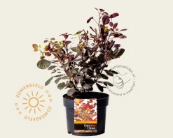 Cotinus coggygria 'Lilla'