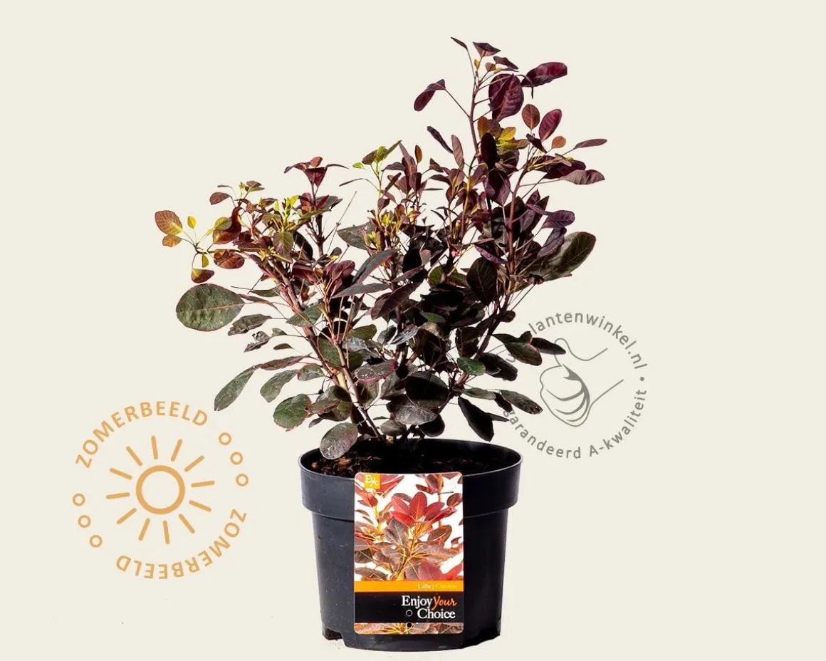 Cotinus coggygria 'Lilla'