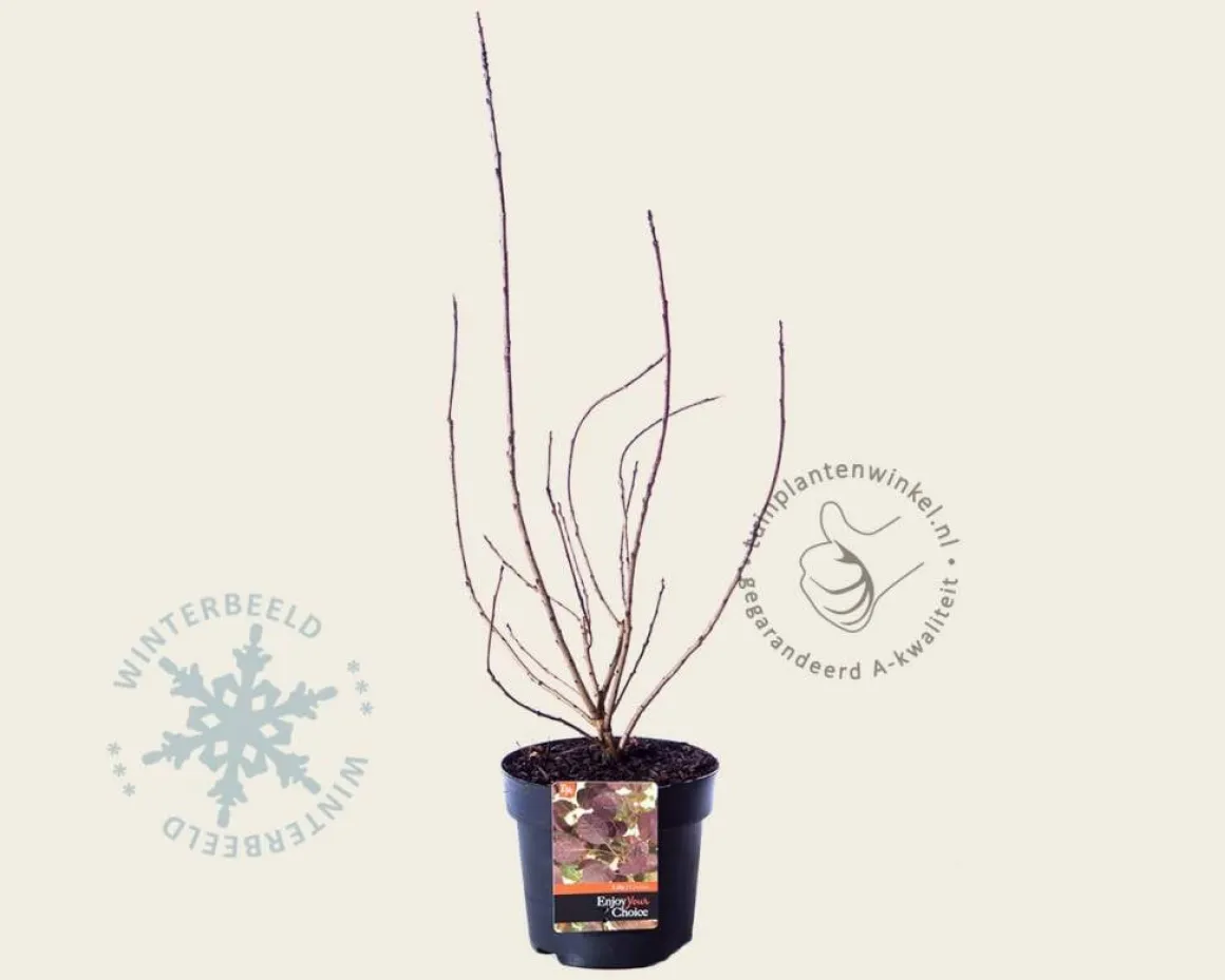 Cotinus coggygria 'Lilla'