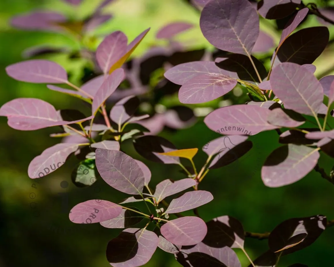 Cotinus coggygria 'Lilla'