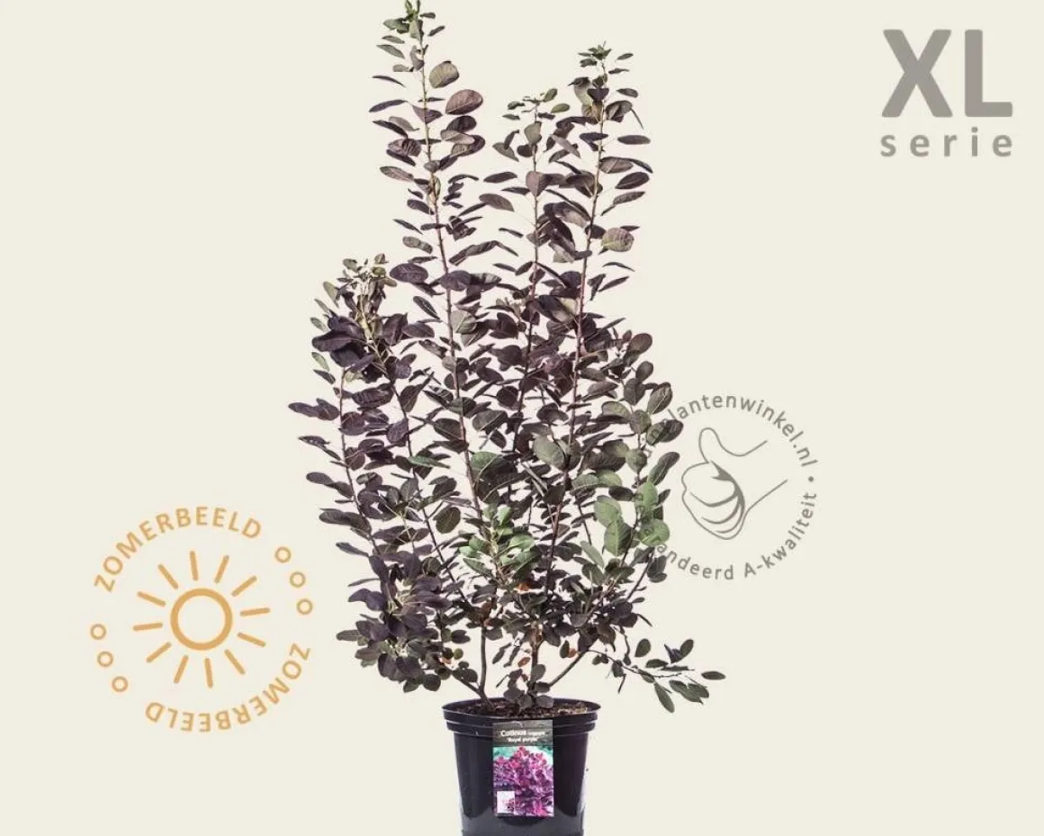 Cotinus coggygria 'Royal Purple' - XL