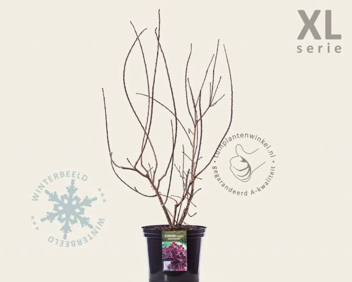 Cotinus coggygria 'Royal Purple' - XL