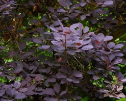 Cotinus coggygria 'Royal Purple'