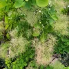 Cotinus coggygria 'Young Lady' - XL