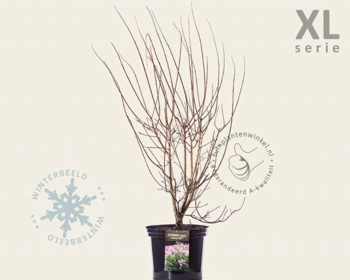 Cotinus coggygria 'Young Lady' - XL