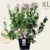 Cotinus coggygria 'Young Lady ' - XL+