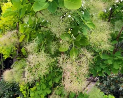 Cotinus coggygria 'Young Lady ' - XL+