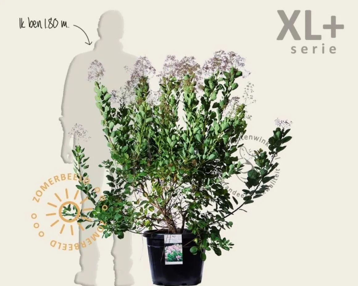 Cotinus coggygria 'Young Lady ' - XL+