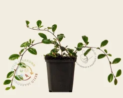 Cotoneaster dammeri