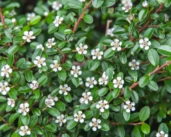 Cotoneaster horizontalis