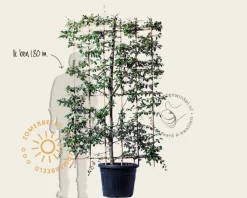 Cotoneaster lacteus - In rek 120x180 cm