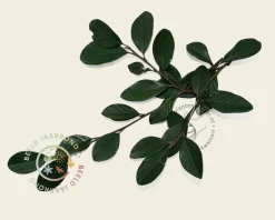Cotoneaster lacteus - In rek 120x180 cm