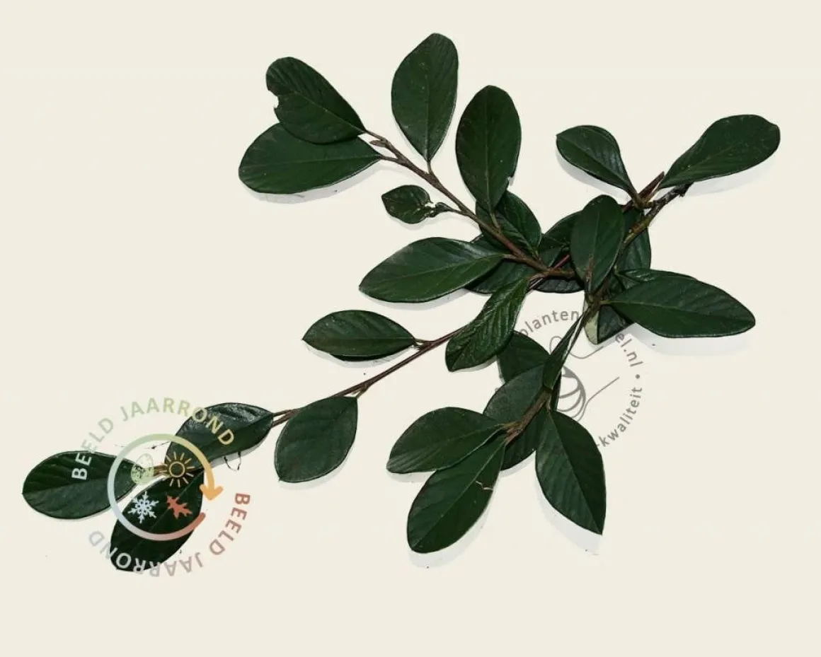 Cotoneaster lacteus - In rek 120x180 cm