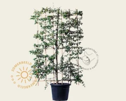 Cotoneaster lacteus - In rek 120x180 cm