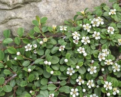 Cotoneaster procumbens 'Queen of Carpets' - op stam