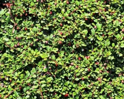 Cotoneaster procumbens 'Queen of Carpets'