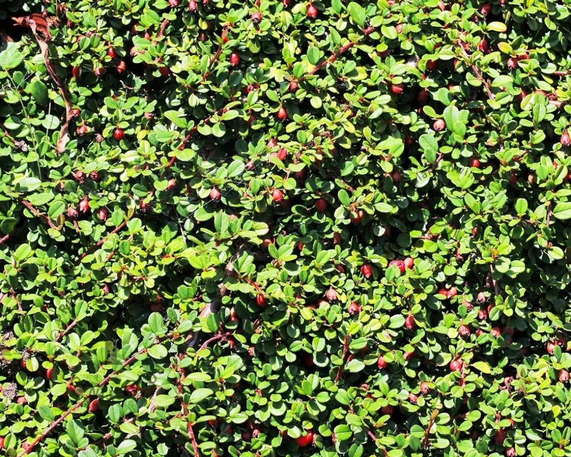 Cotoneaster procumbens 'Queen of Carpets'