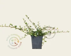 Cotoneaster procumbens 'Queen of Carpets'