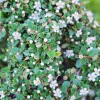Cotoneaster procumbens 'Streibs Findling'