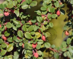 Cotoneaster procumbens 'Streibs Findling'