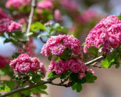 Crataegus laevigata 'Paul's Scarlet'