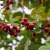 Crataegus lavalleei 'Carrierei'