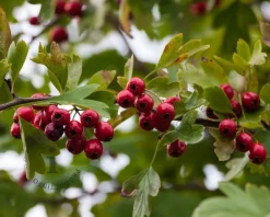 Crataegus lavalleei 'Carrierei'