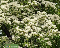 Crataegus monogyna - blote wortel
