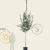 Crataegus persimilis 'Splendens'