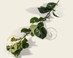 Crataegus persimilis 'Splendens'