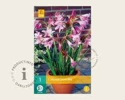 Crinum x powellii