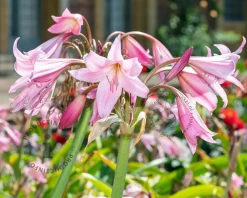 Crinum x powellii