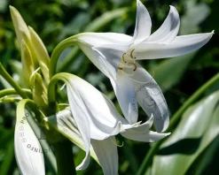 Crinum x powellii 'Album'