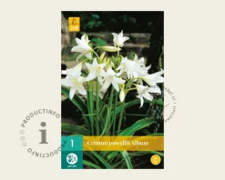 Crinum x powellii 'Album'