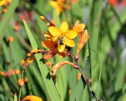 Crocosmia crocosmiiflora 'George Davidson' - knol