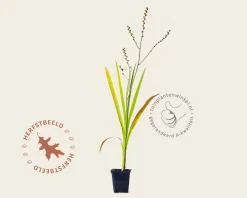 Crocosmia crocosmiiflora 'George Davidson'