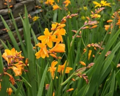 Crocosmia crocosmiiflora 'George Davidson'