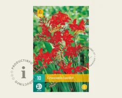 Crocosmia 'Lucifer' - knol